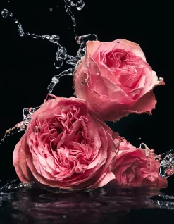 VELVET ROSE EDP 100ML
